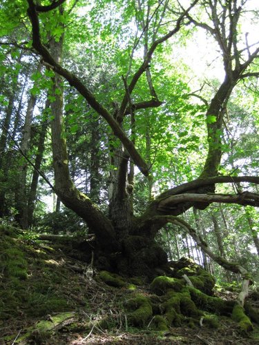 Funky Tree on Cliff Trail
